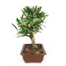 bonsai_piracanta_vermelha_6_anos_27_cm_7553_4_0e49018a3dc48daca173ac33afa1cafe