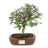 bonsai_ulmus_4_anos_22_cm_7597_1_b57ef34195ae0abaa6328258847be2c2