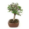 bonsai_ulmus_4_anos_22_cm_7597_2_25723cfb92d1f09002637abd47e99368