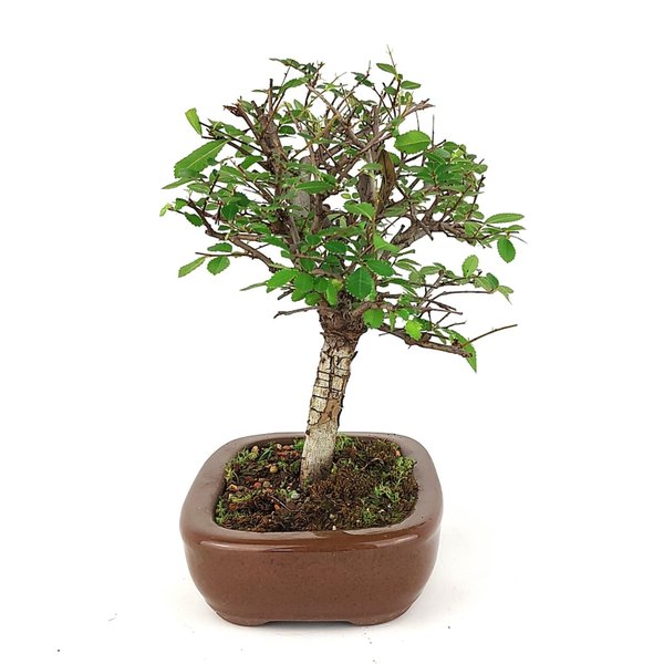 bonsai_ulmus_4_anos_22_cm_7597_2_25723cfb92d1f09002637abd47e99368