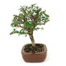 bonsai_ulmus_4_anos_22_cm_7597_4_a29d8d58fd4544c92ea3c2b67c3d760a
