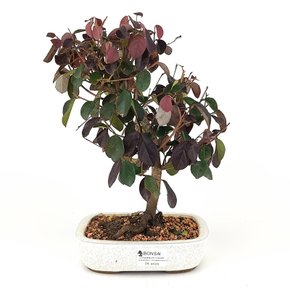 bonsai_loropetalum_rubrum_4_anos_29_cm_7599_1_21cf5df9957ba935b9525424c2d19e9c