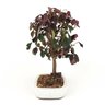 bonsai_loropetalum_rubrum_4_anos_29_cm_7599_2_583c56fb016465bb0e1e184e6075f35c