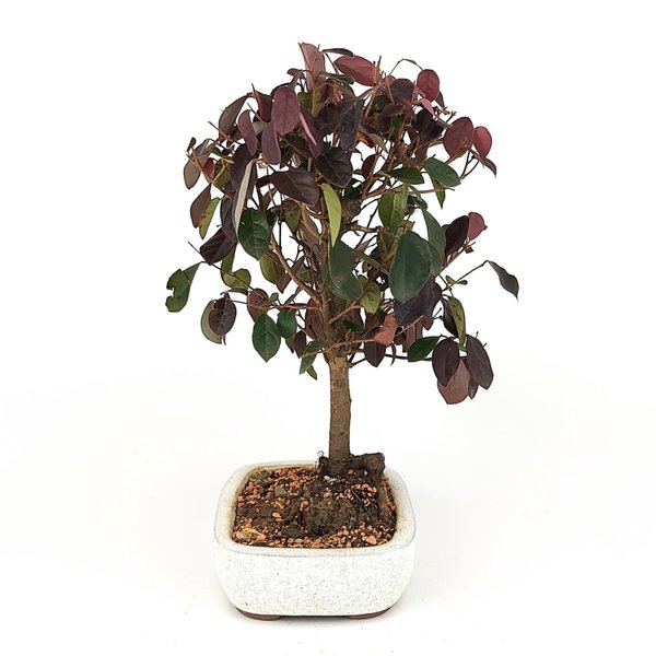 bonsai_loropetalum_rubrum_4_anos_29_cm_7599_2_583c56fb016465bb0e1e184e6075f35c