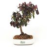 bonsai_loropetalum_rubrum_4_anos_29_cm_7599_3_c6b59784ddc20c7e7df96221f5b67c8b