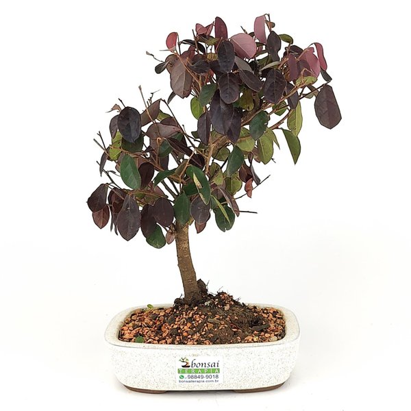 bonsai_loropetalum_rubrum_4_anos_29_cm_7599_3_c6b59784ddc20c7e7df96221f5b67c8b