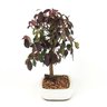 bonsai_loropetalum_rubrum_4_anos_29_cm_7599_4_4b16380f5aad3d6fd48552ea38db60ed