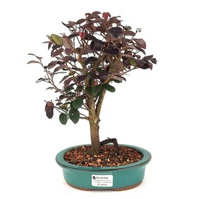 bonsai_loropetalum_rubrum_4_anos_27_cm_7615_1_2d8b23e6194b1788b057efc14074a11b
