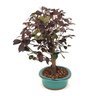 bonsai_loropetalum_rubrum_4_anos_27_cm_7615_2_38f8fe3376f1db1cc031cddd511dbd59