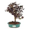 bonsai_loropetalum_rubrum_4_anos_27_cm_7615_3_85c94306074abcab67ae8d71c9b2ef06
