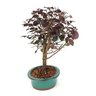 bonsai_loropetalum_rubrum_4_anos_27_cm_7615_4_574d66aa657010d3f79fc5ef46429923