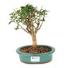 bonsai_pitanga_4_anos_23_cm_7635_1_22707c38799f1fd7d21fb1fa4bbf7fad