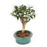 bonsai_pitanga_4_anos_23_cm_7635_2_a19a572054fff609712d946dc40e73f9
