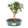 bonsai_pitanga_4_anos_23_cm_7635_3_363c62f48c535b6228971d2aa3b604b7