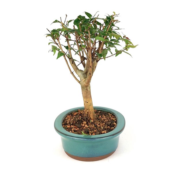 bonsai_pitanga_4_anos_23_cm_7635_4_5629897c73e93e3f39aa0881fe11331d