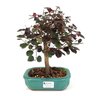 bonsai_loropetalum_rubrum_4_anos_27_cm_7637_1_fdea775f1f2e6cbc9a4e5bf61d7e639d