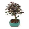 bonsai_loropetalum_rubrum_4_anos_27_cm_7637_2_73edfe7256ce7cfb2ee512845e695393