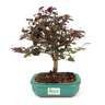bonsai_loropetalum_rubrum_4_anos_27_cm_7637_3_3f78d305be1b1d406d686658043c87d8