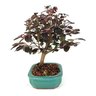 bonsai_loropetalum_rubrum_4_anos_27_cm_7637_4_3cbb73ada18c25b1e3b690707de58bb3