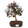 bonsai_loropetalum_rubrum_4_anos_29_cm_7645_1_38456de19d4ba8fcde607d6a4d2a5d29
