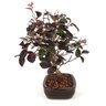 bonsai_loropetalum_rubrum_4_anos_29_cm_7645_2_64e0a053dd5cdc55c4fe5ca108838036