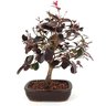 bonsai_loropetalum_rubrum_4_anos_29_cm_7645_3_3efd8588f356cc26f4d1a7ae8a24a028
