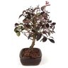 bonsai_loropetalum_rubrum_4_anos_29_cm_7645_4_b4bb5bf6aa494eddff7581d151e92ab1