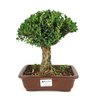 bonsai_buxus_harlandii_6_anos_24_cm_7965_1_6900509490230c6bc1f93e75401757c6