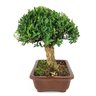 bonsai_buxus_harlandii_6_anos_24_cm_7965_2_dd9e932c058e240bff6dc8e11f7e1051