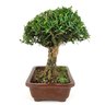 bonsai_buxus_harlandii_6_anos_24_cm_7965_4_3fc75465ec3d1cd50b2ea9727bd899ce