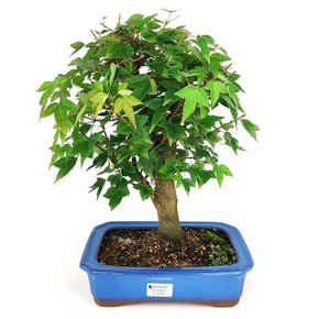 bonsai_acer_kaede_12_anos_37_cm_7993_1_59f989f357a415d941bebb7511a5eb41