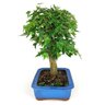 bonsai_acer_kaede_12_anos_37_cm_7993_2_95a74144ac81758b655113e3c7260537