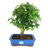 bonsai_acer_kaede_12_anos_37_cm_7993_3_e4123b6282b667b2493a977423697f64