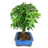 bonsai_acer_kaede_12_anos_37_cm_7993_4_dddefb59641d488907ec15d593169a65
