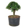 pre_bonsai_buxus_harlandi_7_anos_30_cm_8115_3_1708e64baf9c36e94dabda1ad2b745a1