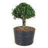 pre_bonsai_buxus_harlandi_7_anos_30_cm_8115_4_385fb6170c314ea564ebb90cddc80199