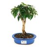 bonsai_pitanga_4_anos_26_cm_8325_1_1761678a4d0bc124c0b140705303ac46