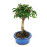 bonsai_pitanga_4_anos_26_cm_8325_2_3cd53cceb78c8ad0da5a74bddeb7b435