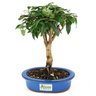 bonsai_pitanga_4_anos_26_cm_8325_3_2f5c9b2d127413ab2d5556111463469b