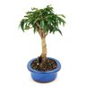 bonsai_pitanga_4_anos_26_cm_8325_4_72039585af2ad02c7d81e6ec44c6e933