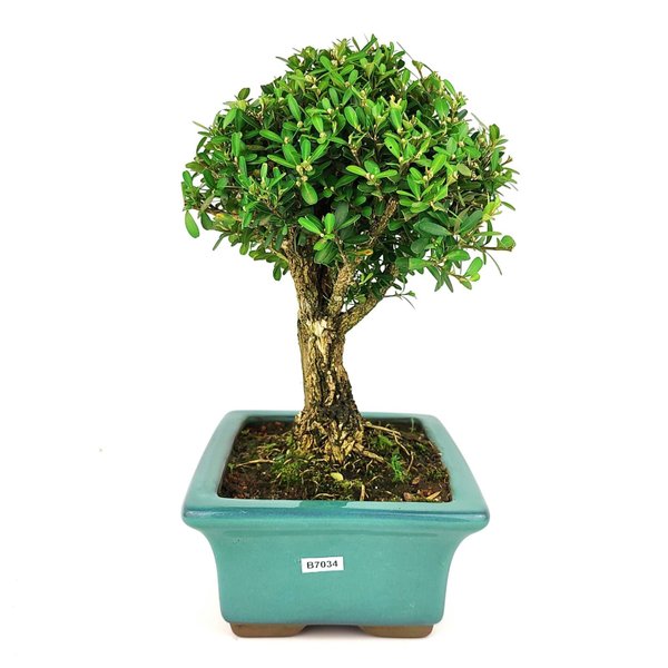 bonsai_buxus_harlandii_7_anos_30_cm_8407_2_301ce1dc89d4488b3c8ee8fe49dde897