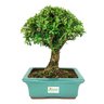 bonsai_buxus_harlandii_7_anos_30_cm_8407_3_8ab956f9d84aba3ef78d4ebd2a311c5b