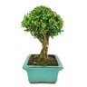bonsai_buxus_harlandii_7_anos_30_cm_8407_4_7bb5c302cb756577a34a533e29f9d85f