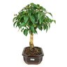 bonsai_pitanga_5_anos_30_cm_8411_2_2716db4c76ba0ae24a8f8b016ef74894