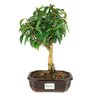 bonsai_pitanga_5_anos_30_cm_8411_3_551a2cd78c3af296c5b4011da7edbfa6