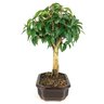 bonsai_pitanga_5_anos_30_cm_8411_4_b1b5ff57dd520cbf6e95109a7da3c073