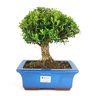bonsai_buxus_harlandii_7_anos_28_cm_8429_1_44e97aff7ce597c8677e34572603271c