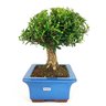 bonsai_buxus_harlandii_7_anos_28_cm_8429_2_e07f9998bd569d2ca716f42c1caa0134