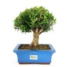 bonsai_buxus_harlandii_7_anos_28_cm_8429_3_3ac871f286135d02f9deb1fe258746bd