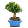 bonsai_buxus_harlandii_7_anos_28_cm_8429_4_12a1881889f7a9c3614aba8af9222ceb